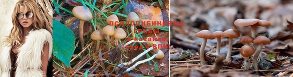 прущие крисы Алексеевка